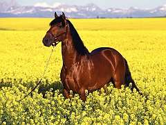 Preferido, Lusitano